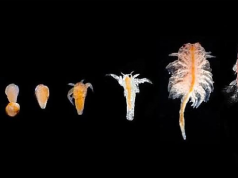 „Apa vieții” se află cu adevărat în Lacul Techirghiol